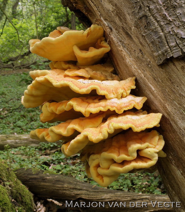 Zwavelzwam - Laetiporus sulphureus